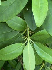Rhododendron minus