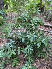 Rhododendron minus