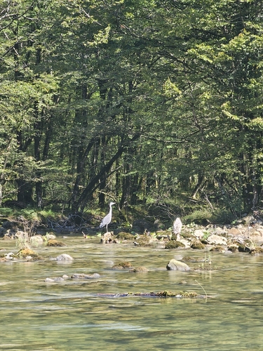 Grey Heron