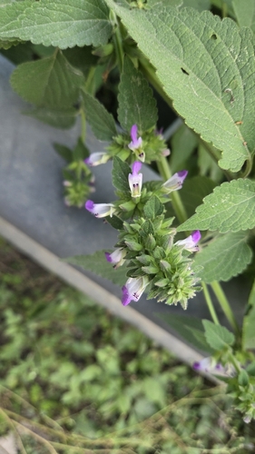 Anisomeles indica