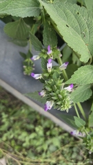 Anisomeles indica