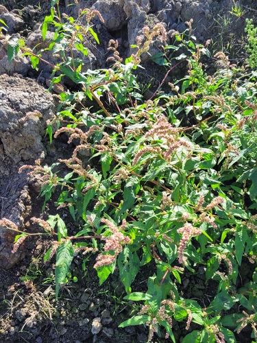 pale smartweed