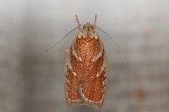 Euchaetis rhizobola