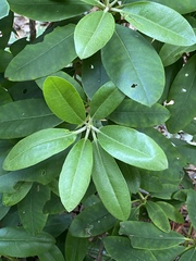 Rhododendron minus
