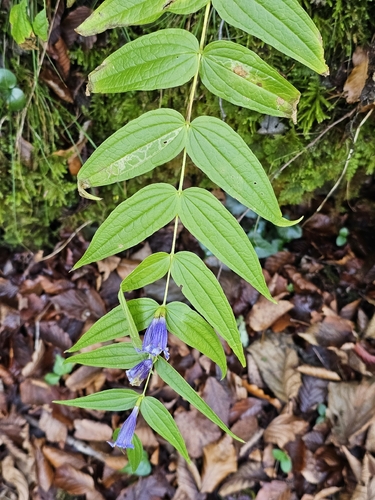 willow gentian