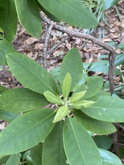 Rhododendron minus