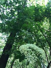 Sambucus nigra