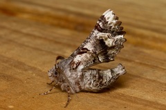 Hypographa phlegetonaria