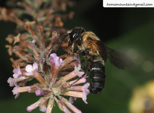 Sculptured Resin Bee