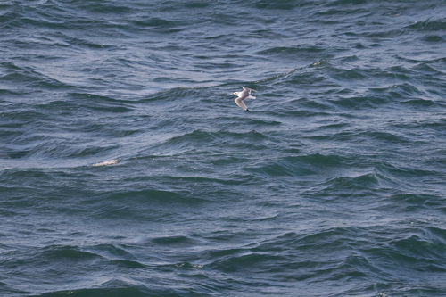 Black-legged Kittiwake