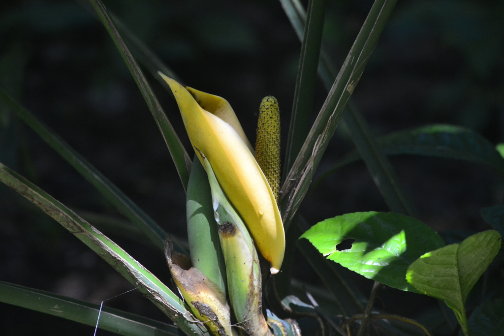 Epipremnum nobile