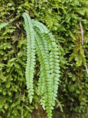 maidenhair spleenwort
