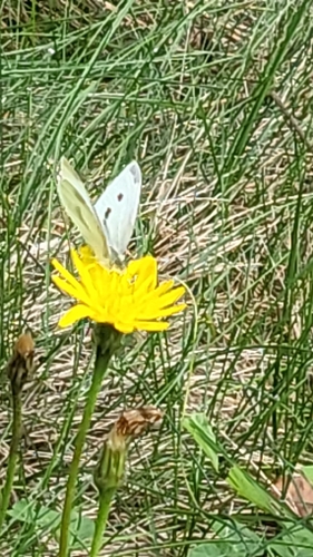 Small White