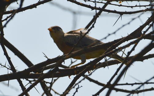 Brahminy Starling