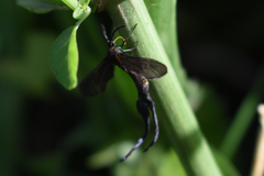 Stylura forficula