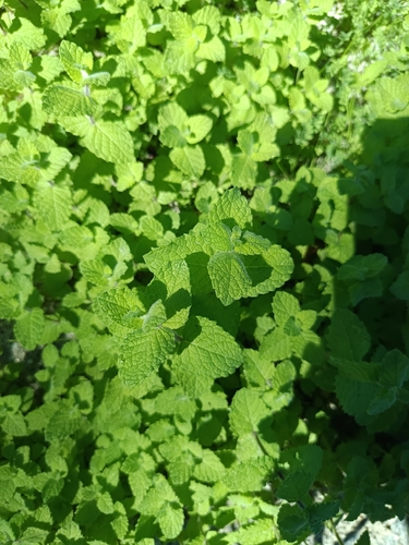 Apple Mint