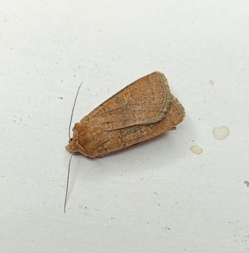 Square-spot Rustic
