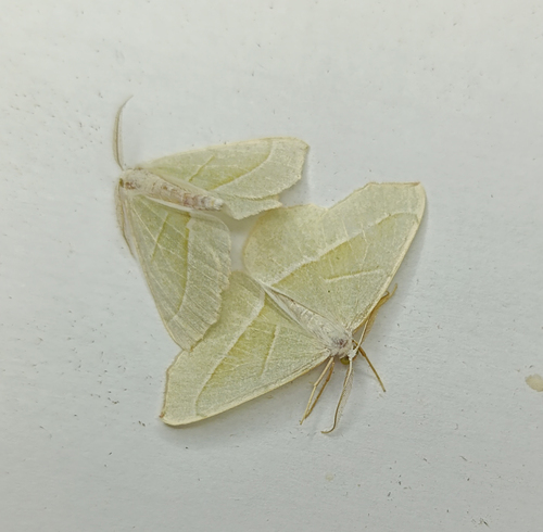 Light Emerald