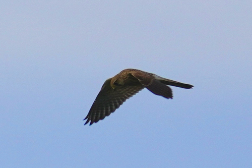 Eurasian Kestrel