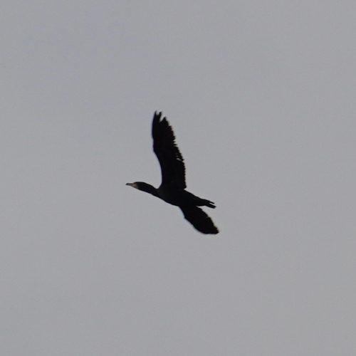 Great Cormorant