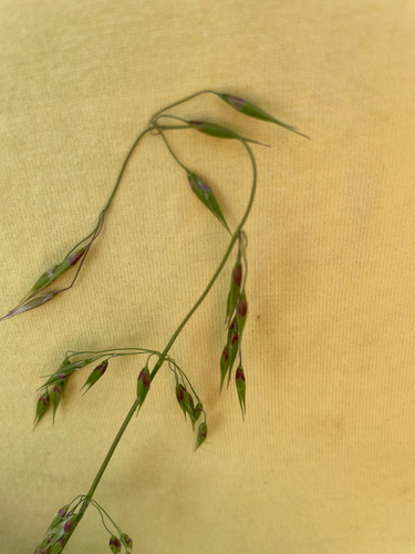 longflower veldtgrass