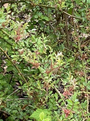 Rose rosette emaravirus