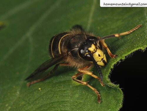 Dolichovespula stigma