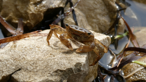 Marbled Crab