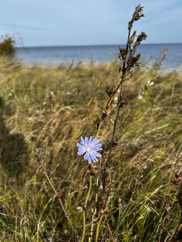 chicory