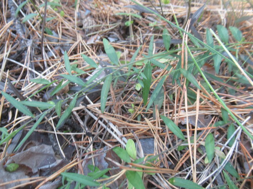 Polygala sibirica observed 2026-09-13
