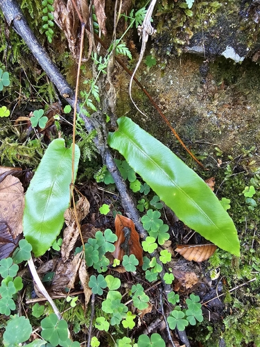 Hart's-tongue fern