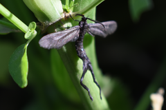 Stylura forficula