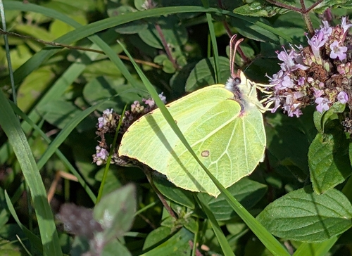 Common Brimstone