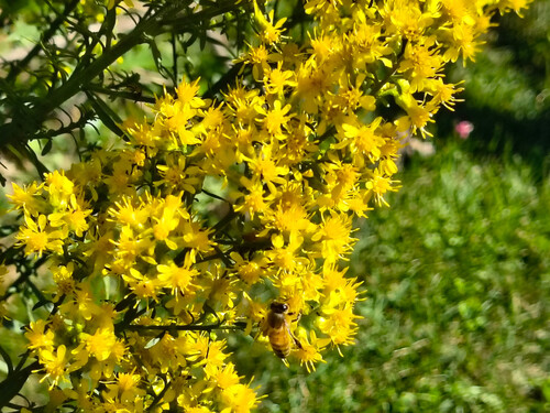 Western Honey Bee