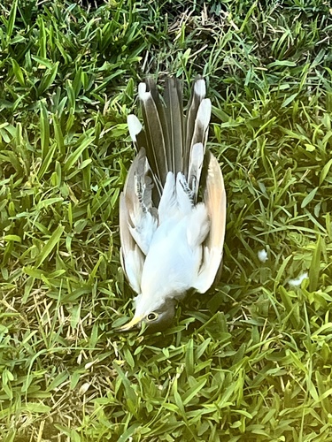 Yellow-billed Cuckoo