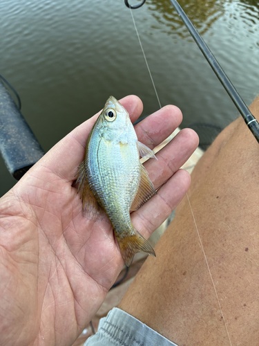 Black Crappie