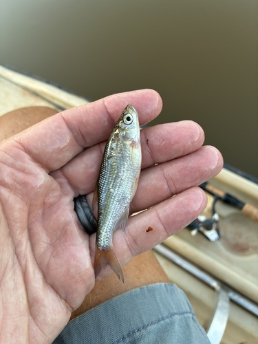 Golden Shiner