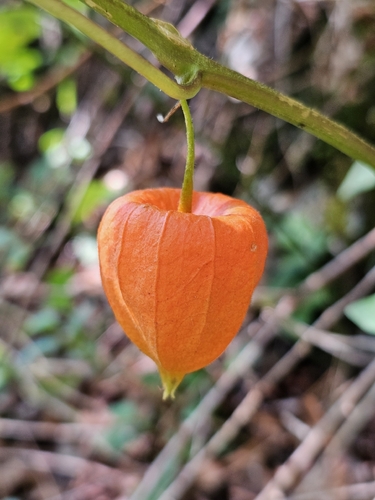 Japanese-lantern