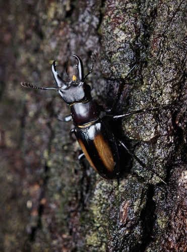 Lucanus parryi parryi