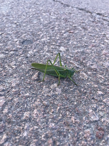 Great Green Bush-cricket