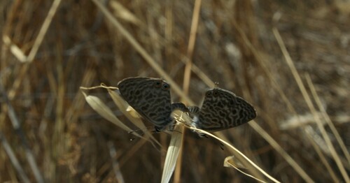 Lang's Short-tailed Blue
