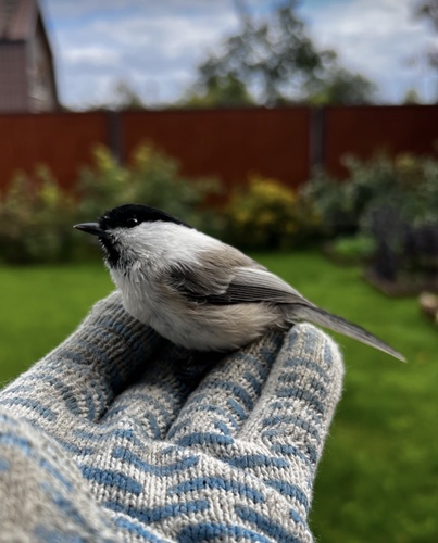 Willow Tit