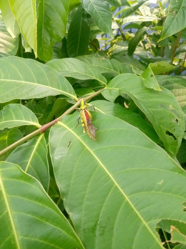 Javanese Grasshopper
