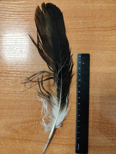 Plume de Aigle impérial