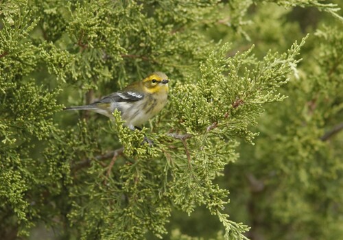 Townsend's Warbler