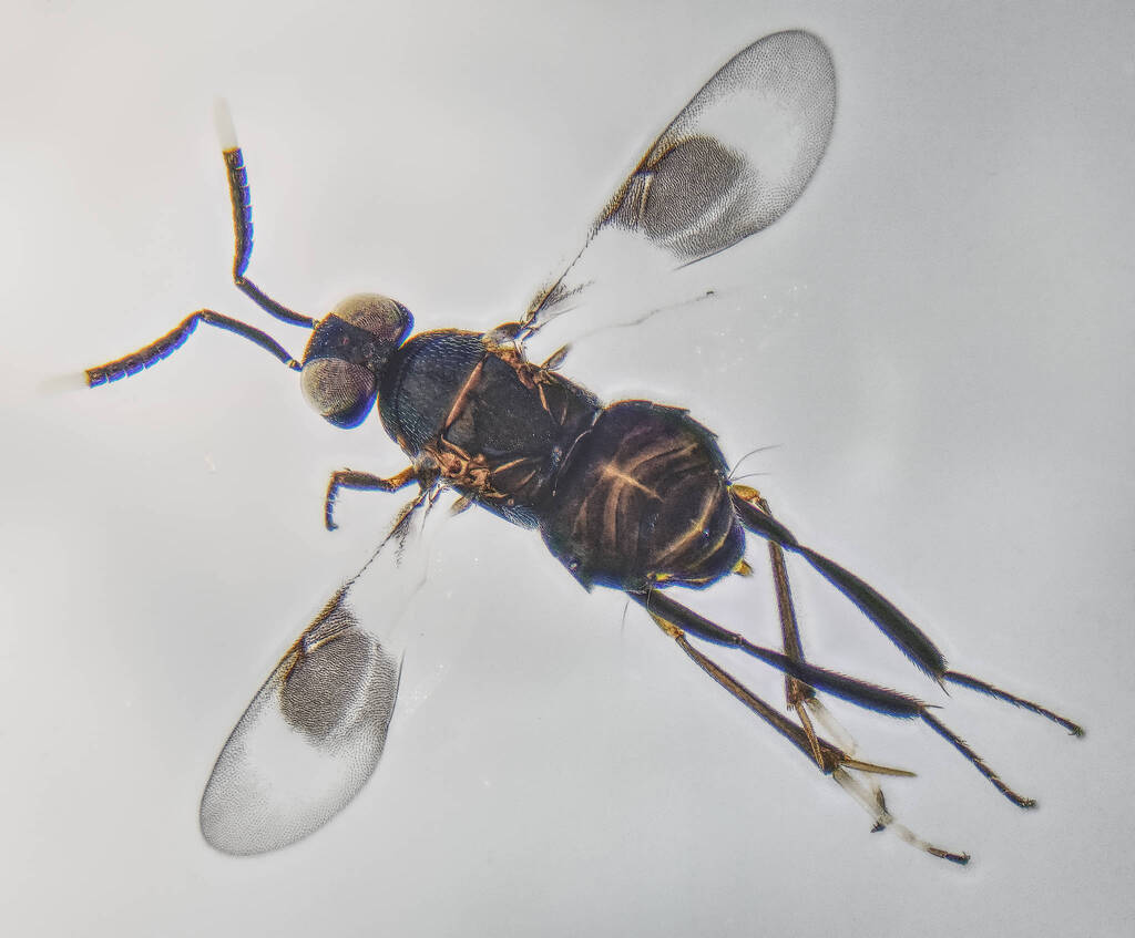 Wasp