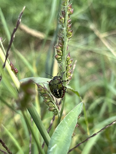 Southern Green Stink Bug