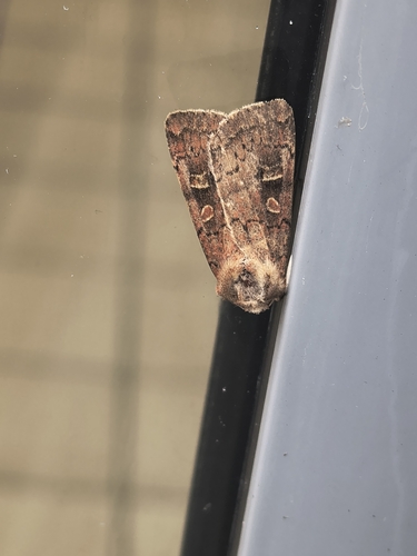 Square-spot Rustic