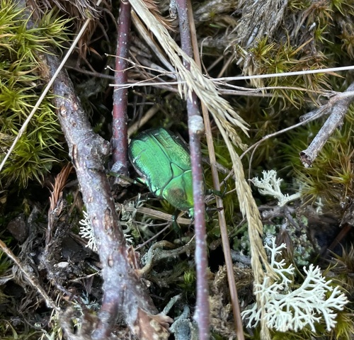 European Rose Chafer