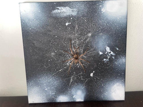 Middle East Black Tarantula